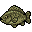 Reed Carp