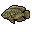 Roasted Jade Cichlid