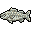 Mirror Snook