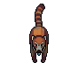 White-Nosed Coati