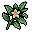 Jungle Herb